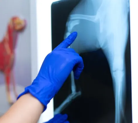 Veterinarian examining a dog's x rays